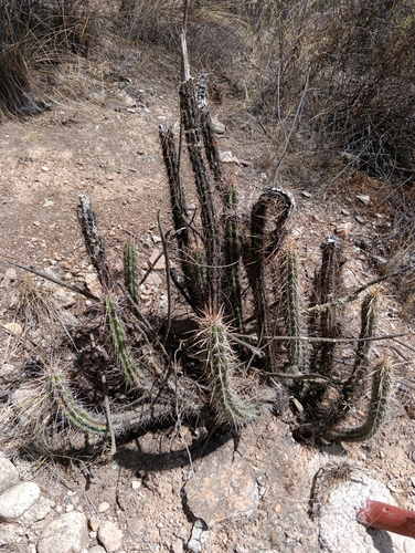Corryocactus melanotrichus, photograph 4