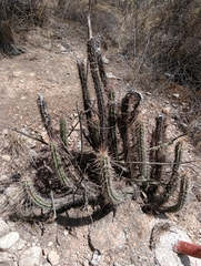 Corryocactus melanotrichus, photograph (c) Andrés Romero Bravo, some rights reserved (CC BY)