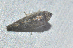 Scaphytopius