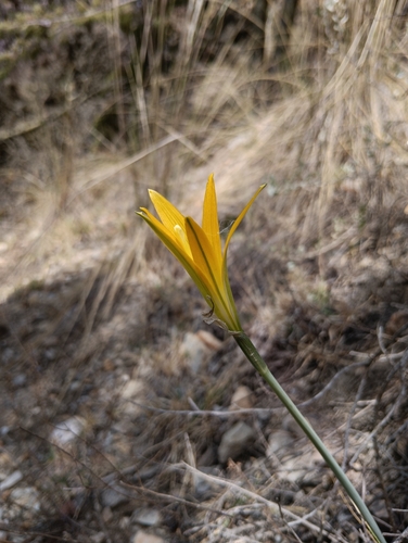 Pyrolirion boliviense, photograph 2