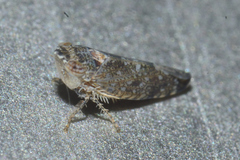 Scaphytopius