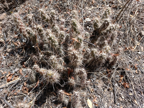 Austrocylindropuntia shaferi