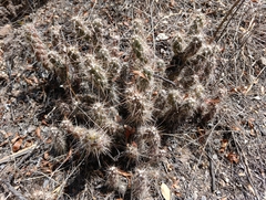 Austrocylindropuntia shaferi