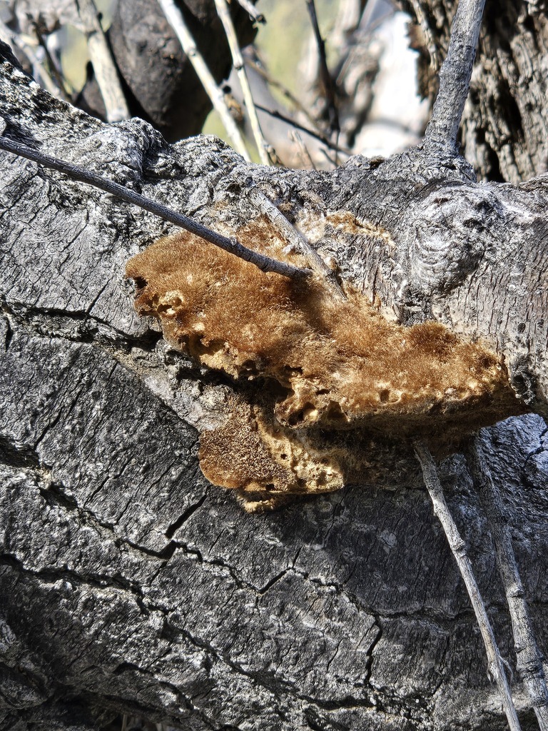 Coriolopsis trogii · September 2026 · photo: Photo: (c) Jo Roberts, some rights reserved (CC BY) · iNaturalist