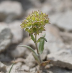 Valerianella coronata