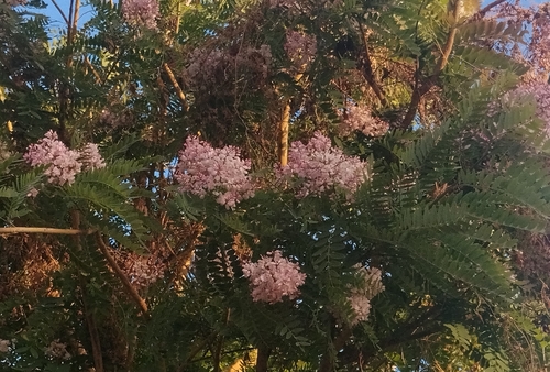 Pterodon pubescens
