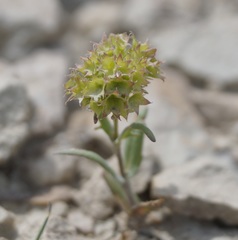 Valerianella coronata