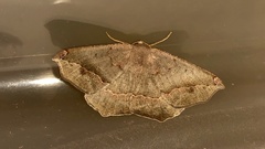 Prochoerodes forficaria