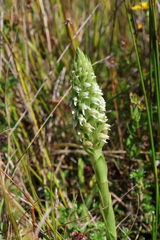 Brachystele unilateralis