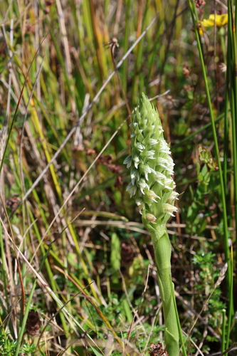 Brachystele unilateralis, photograph 2