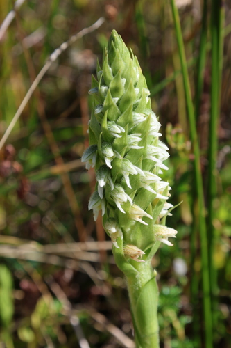 Brachystele unilateralis, photograph 4