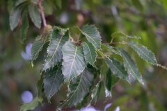 Quercus acutissima, photograph (c) Jane Weeden, some rights reserved (CC BY)