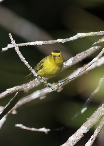 Wilson's Warbler