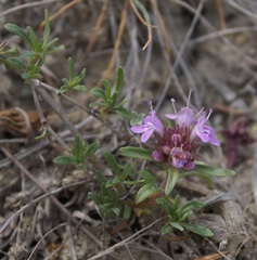 Thymus littoralis
