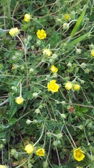 Potentilla collina