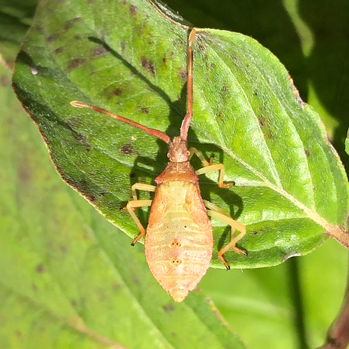 Box Bug
