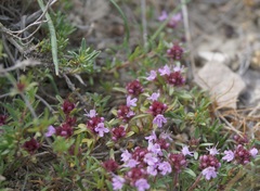 Thymus littoralis