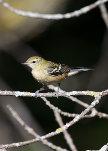 Bay-breasted Warbler