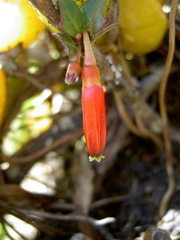 Agapetes hosseana