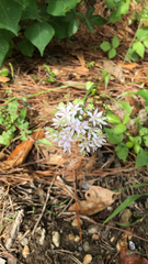 Amerallium