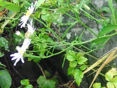 Aster ageratoides, photograph 2