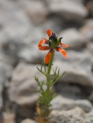 Adonis flammea