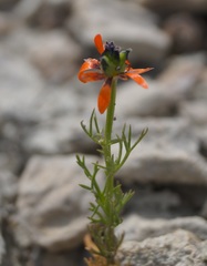 Adonis flammea