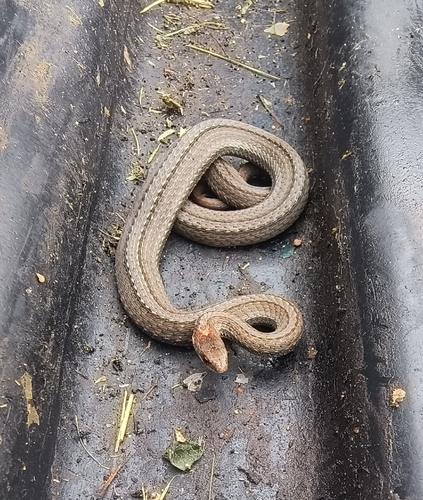 Red-bellied Snake