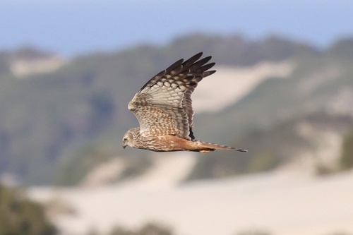 iNaturalist image