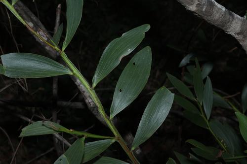 Acacia complanata