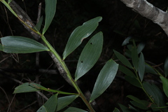 Acacia complanata
