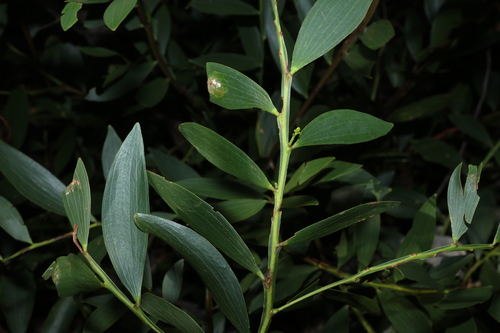 Acacia complanata, photograph 1