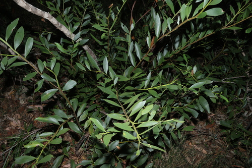 Acacia complanata, photograph 2