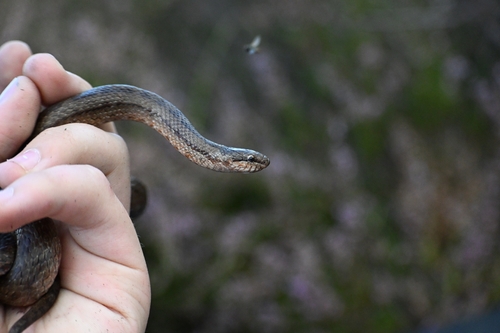 Smooth Snake