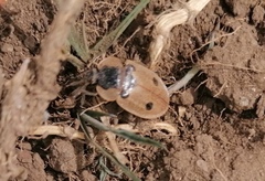 Dendroxena quadrimaculata