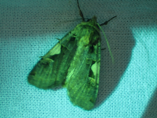 Setaceous Hebrew Character