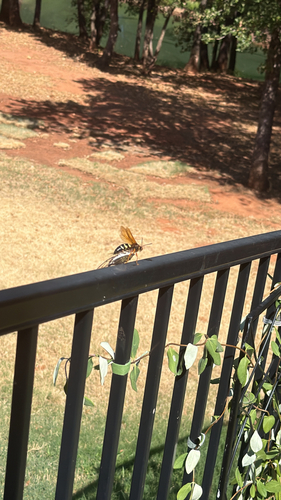 Eastern Cicada-killer Wasp