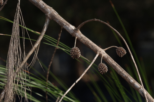 Allocasuarina littoralis, photograph 4