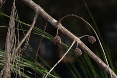 Allocasuarina littoralis, photograph (c) Greg Tasney, some rights reserved (CC BY-SA)
