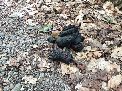 Black Bear sighting near Gatineau