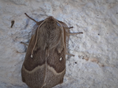 Grass Eggar