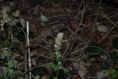 Gamochaeta pensylvanica, photograph (c) Greg Tasney, some rights reserved (CC BY-SA)