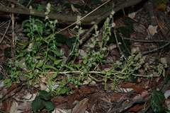 Gamochaeta pensylvanica, photograph (c) Greg Tasney, some rights reserved (CC BY-SA)