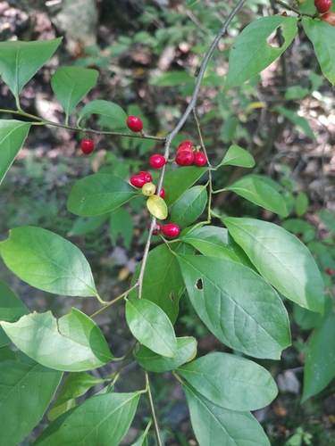northern spicebush