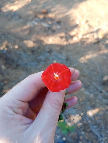 Ipomoea hederifolia, photograph 5