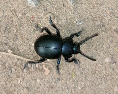Timarcha tenebricosa