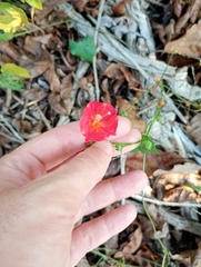 Ipomoea hederifolia, photograph author not stated, no rights reserved