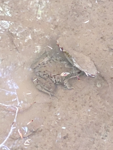 Green Frog