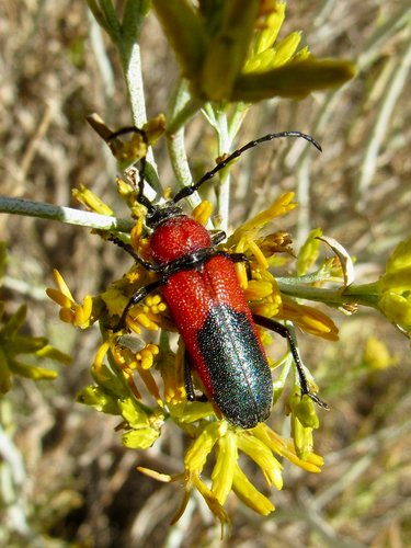 Red and Black Long-horned Beetle