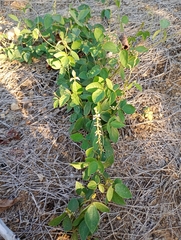 Neonotonia wightii